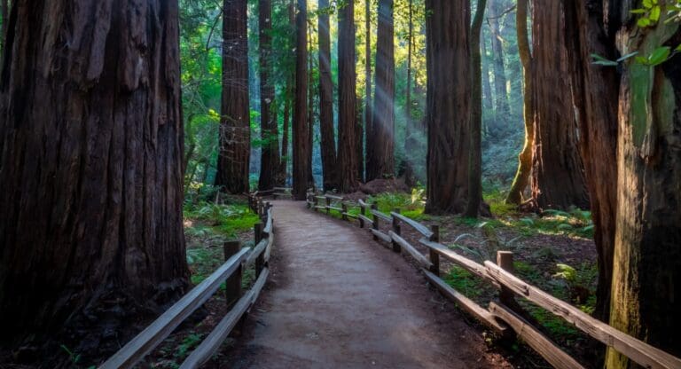 Sunbeams shining through a redwood forest along a wooden boardwalk trail
